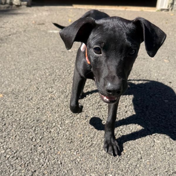 Goody Bag Pup: Starburst photo 1