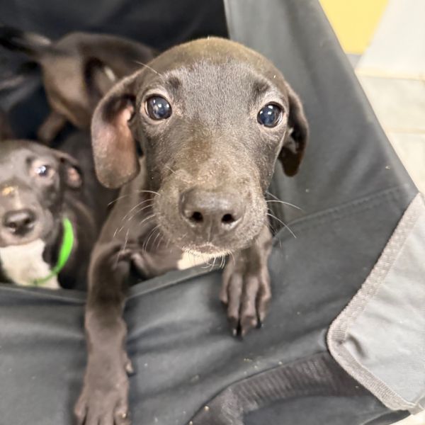 Goody Bag Pup: Starburst thumbnail 2