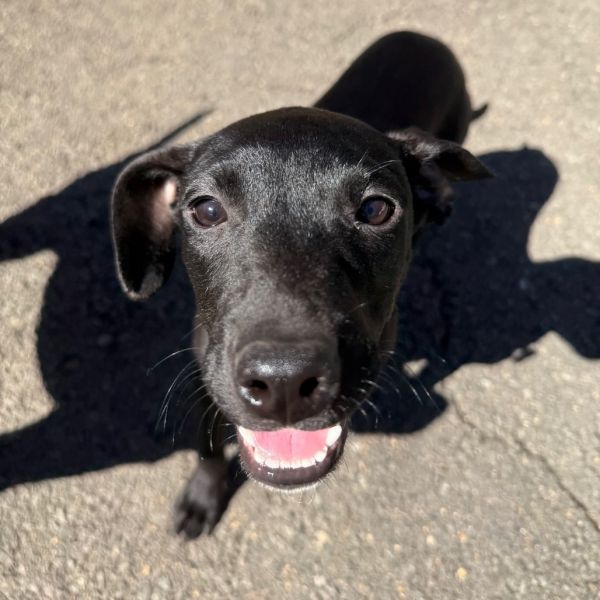 Goody Bag Pup: Starburst thumbnail 4