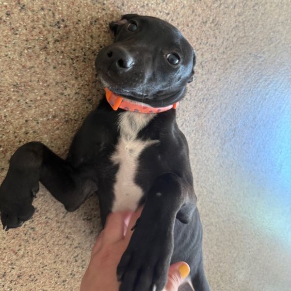 Goody Bag Pup: Starburst thumbnail 5