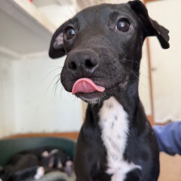 Goody Bag Pup: Starburst thumbnail 6