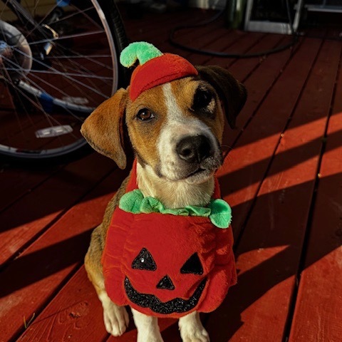 Sweet Treat Pup: Brownie photo 1