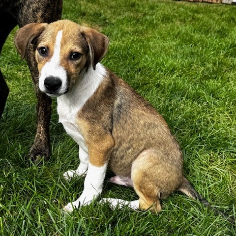 Sweet Treat Pup: Brownie thumbnail 2