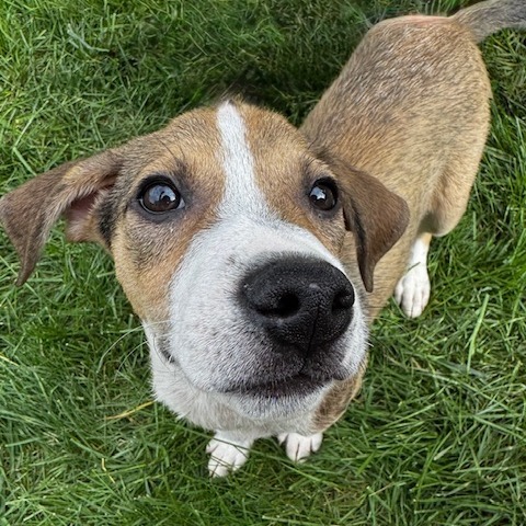 Sweet Treat Pup: Brownie thumbnail 3