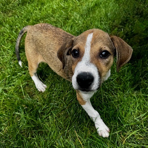 Sweet Treat Pup: Brownie thumbnail 4