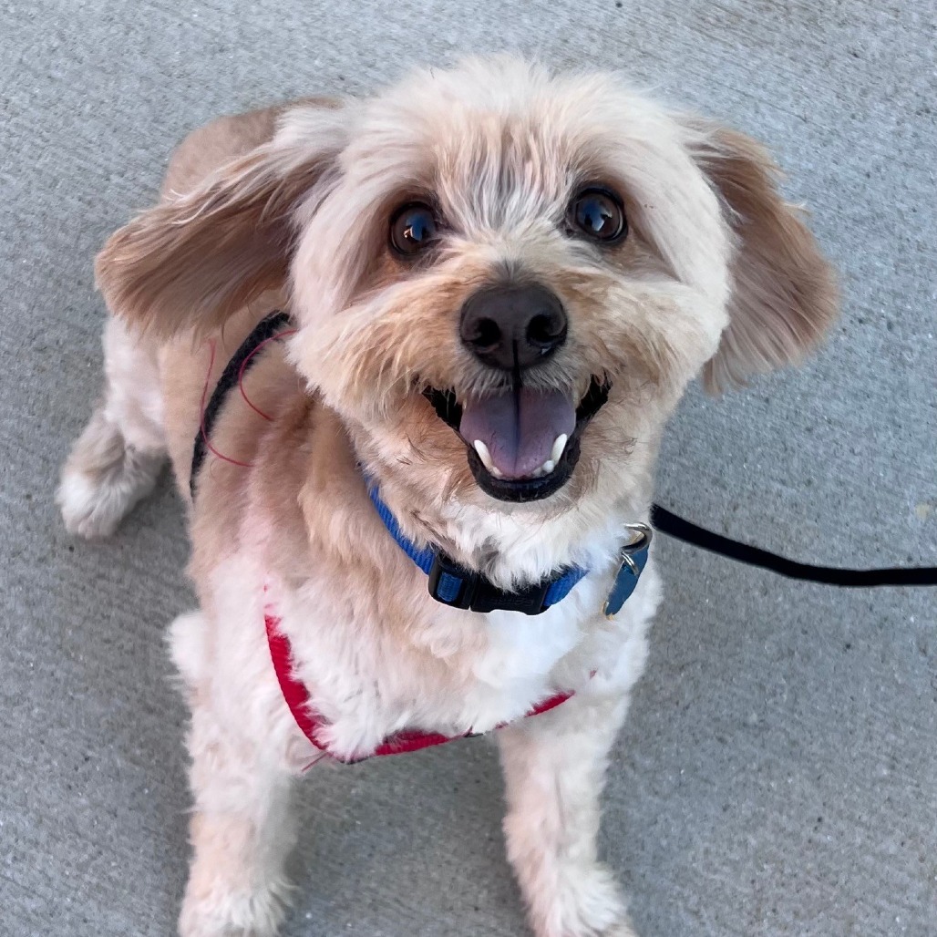 Sammy