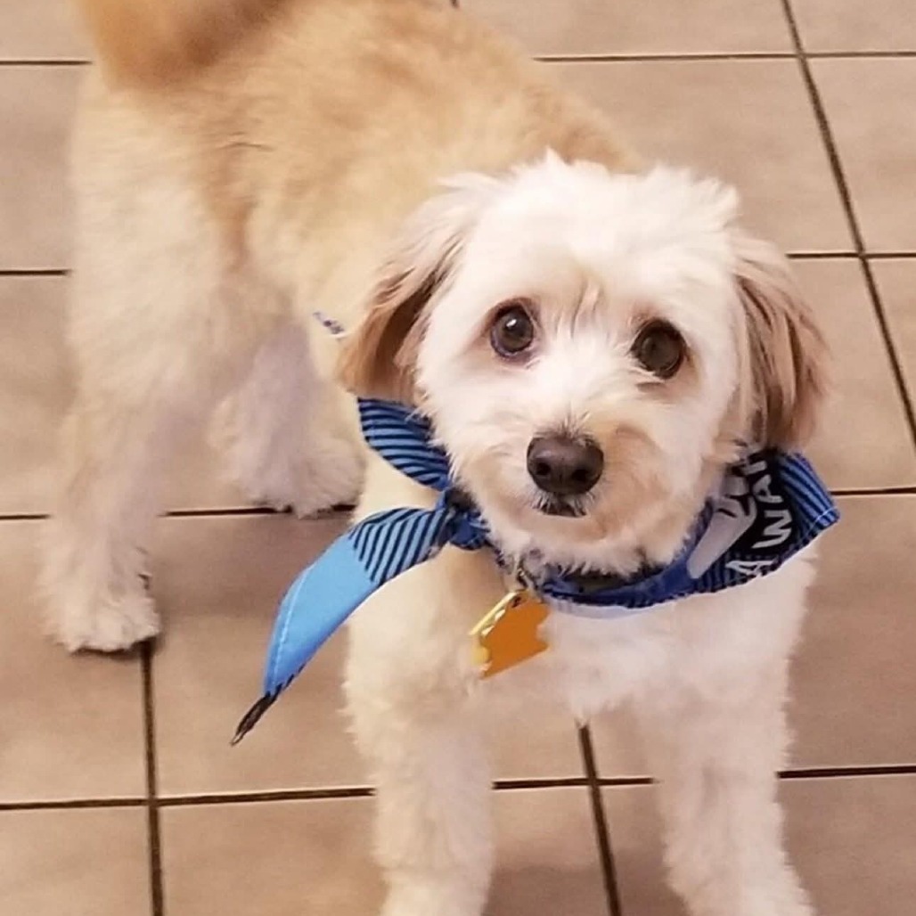 Sammy