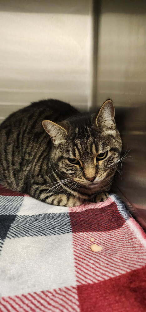 Opal, an adoptable Domestic Short Hair in Bend, OR, 97701 | Photo Image 1