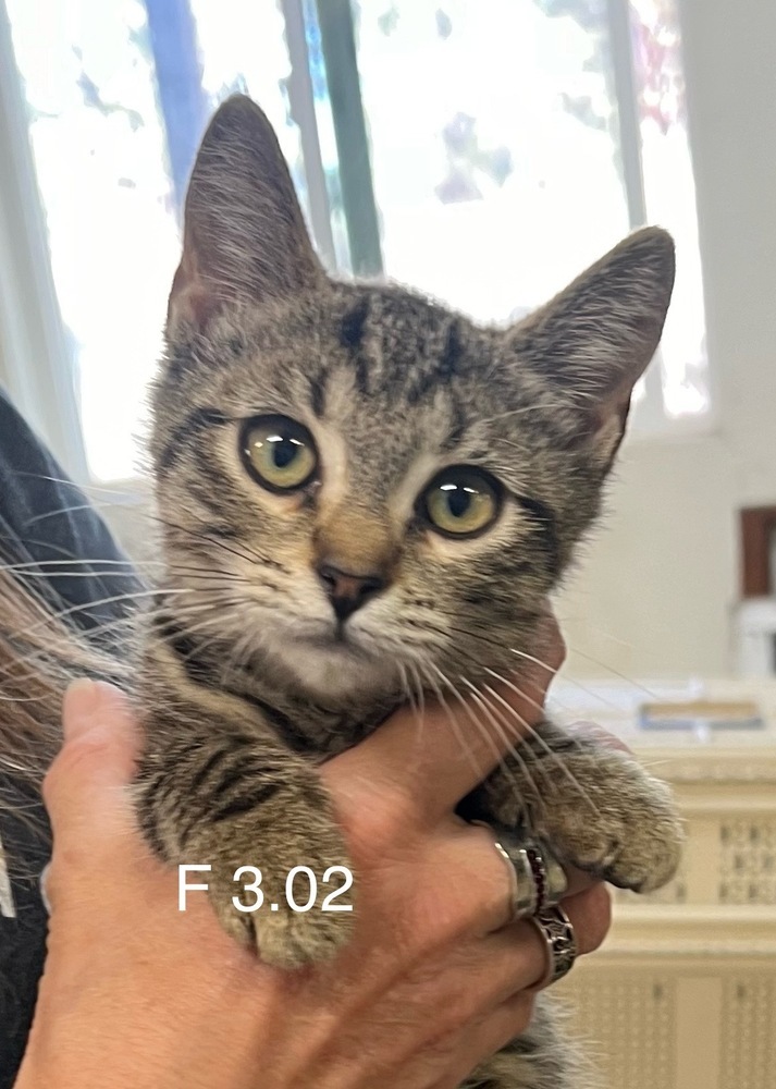 Elm, an adoptable Domestic Short Hair in Bend, OR, 97701 | Photo Image 1