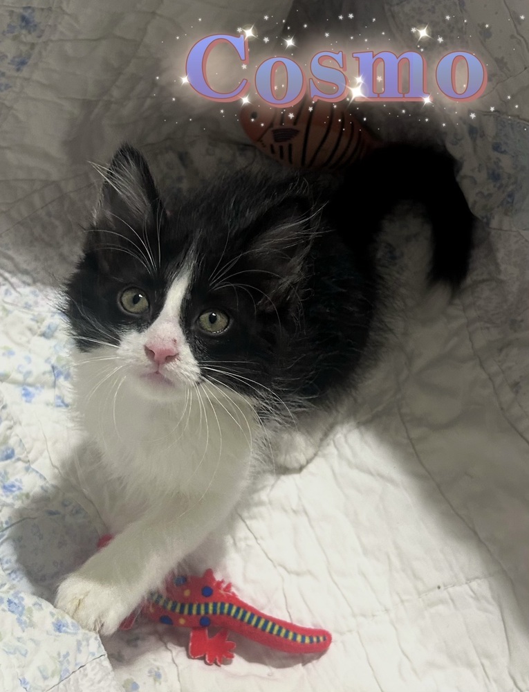 Cosmo