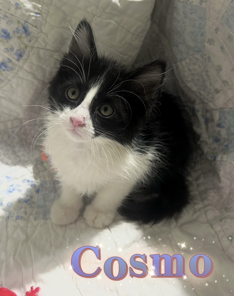 Cosmo