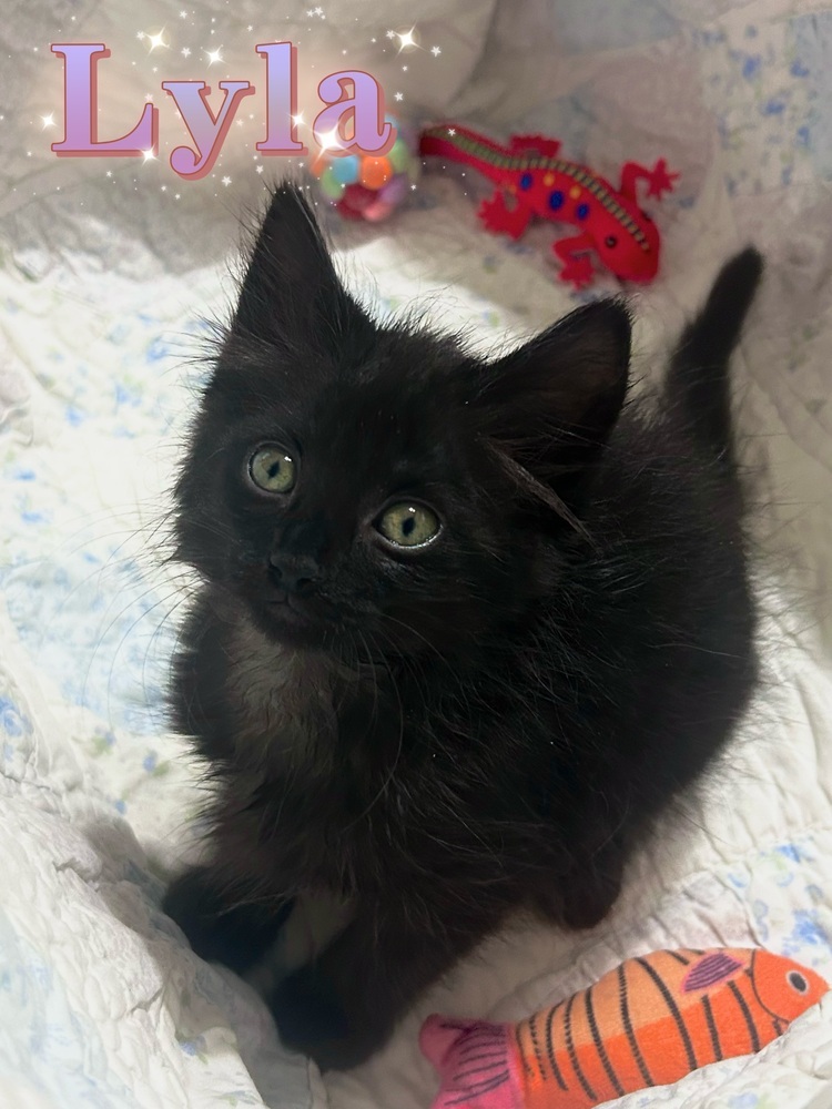 Lyla