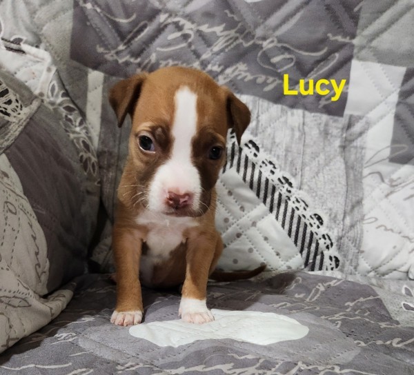 Lucy photo 1