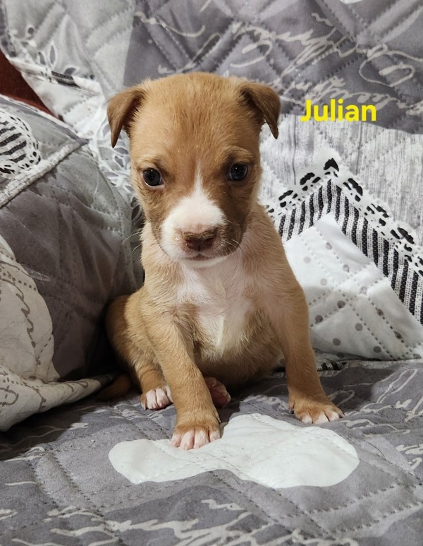 Julian photo 1