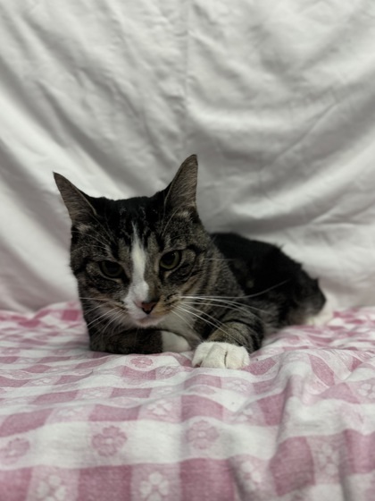 Wobbles, an adoptable Domestic Short Hair in Moses Lake, WA, 98837 | Photo Image 1