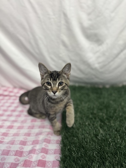 Troy, an adoptable Domestic Short Hair in Moses Lake, WA, 98837 | Photo Image 1