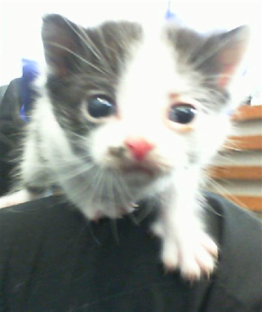 ALFIE