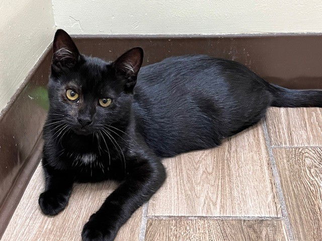 Rhodes (Bonded with Taylor)