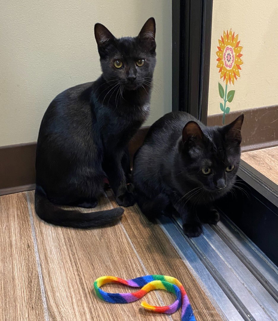 Rhodes (Bonded with Taylor)