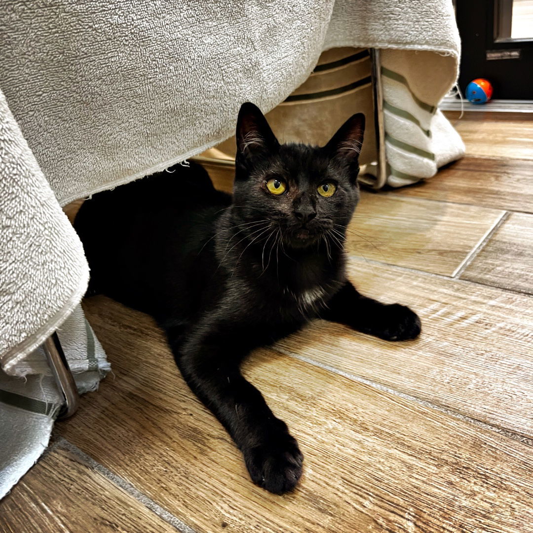 Taylor (Bonded with Rhodes)