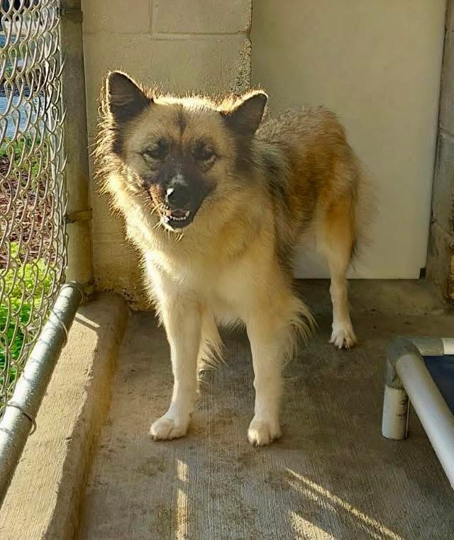 Anastasia (in E. Tennessee), an adoptable Keeshond, Australian Shepherd in Bradenton, FL, 34211 | Photo Image 1