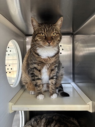 Tiger, an adoptable Domestic Short Hair in Pendleton, OR, 97801 | Photo Image 1