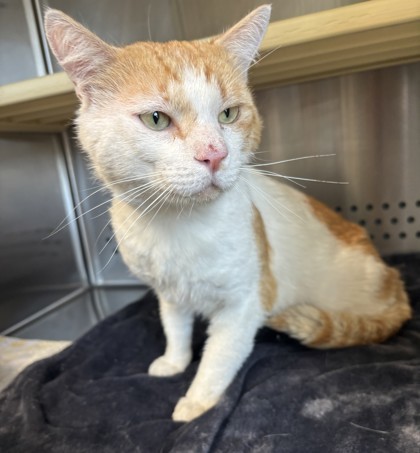 Prince, an adoptable Domestic Short Hair in Pendleton, OR, 97801 | Photo Image 2