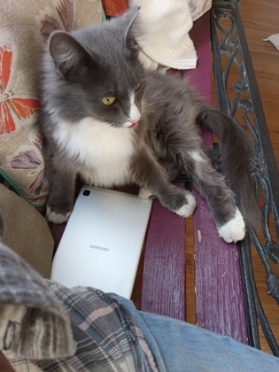 Mystery, an adoptable Domestic Medium Hair, Domestic Short Hair in Pendleton, OR, 97801 | Photo Image 1