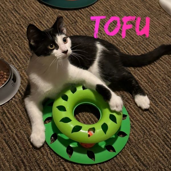 Tofu photo 1