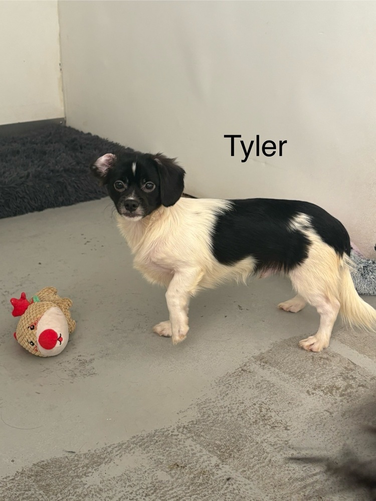 Tyler #7026, an adoptable Papillon, Jack Russell Terrier in Studio City, CA, 91604 | Photo Image 1