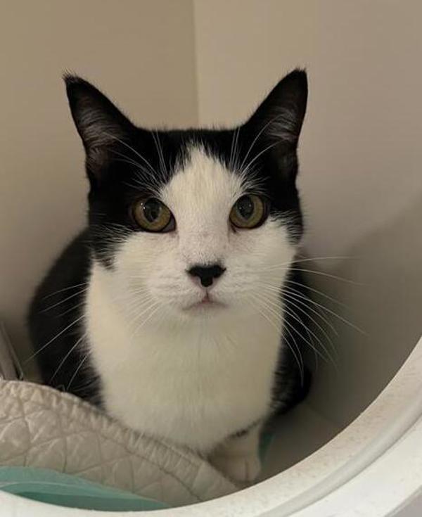 Dot, an adoptable Domestic Short Hair in Great Falls, MT, 59405 | Photo Image 1