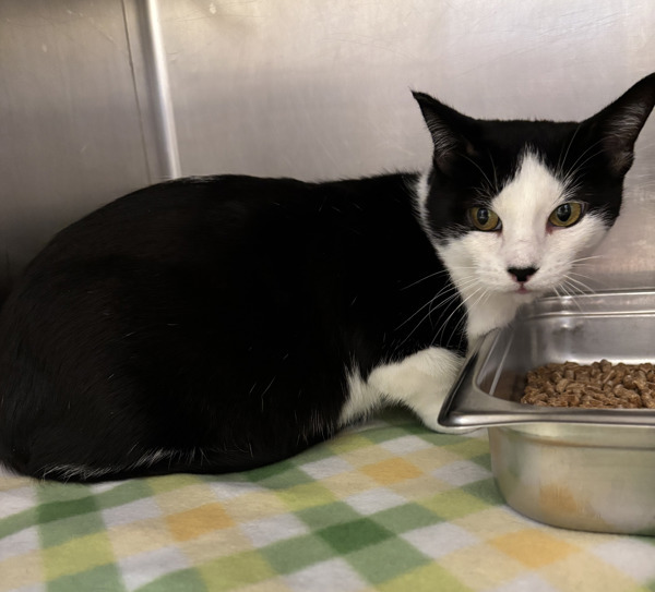 Dot, an adoptable Domestic Short Hair in Great Falls, MT, 59405 | Photo Image 2