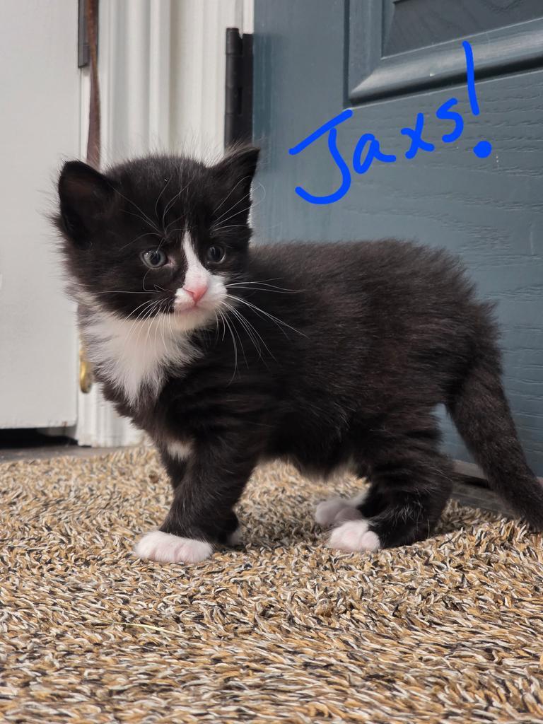 Jaxz (Tiffany Kitten 4), an adoptable Domestic Long Hair in Ontario, OR, 97914 | Photo Image 1
