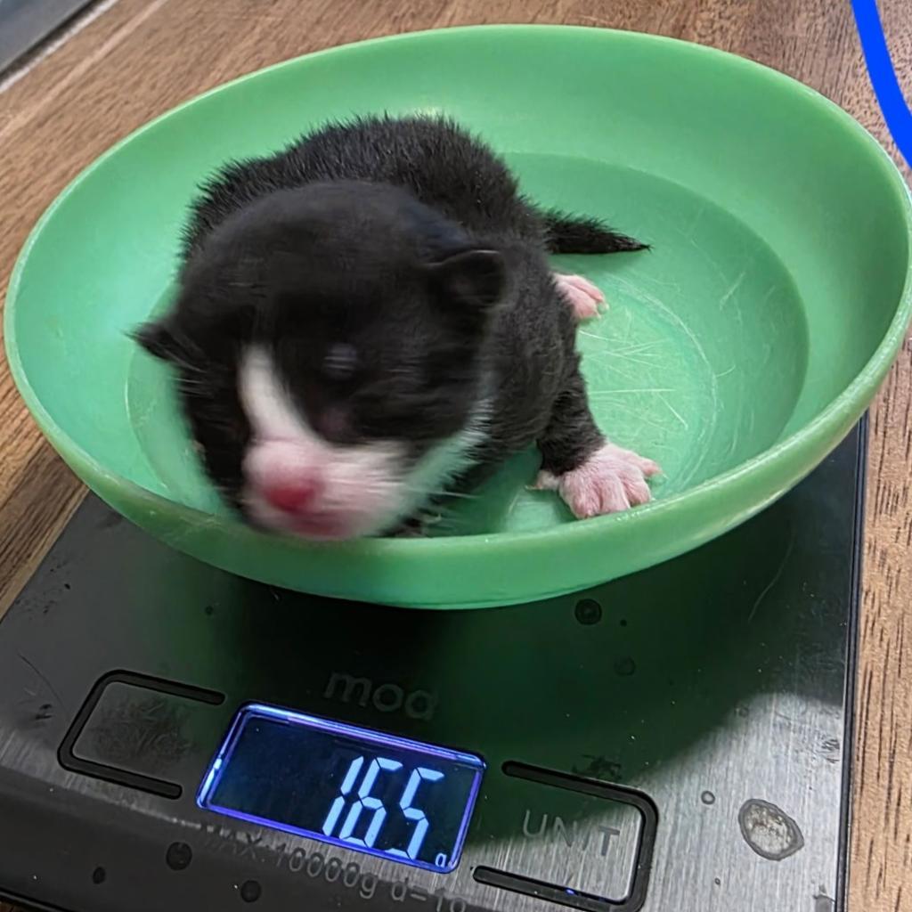 Jaxz (Tiffany Kitten 4), an adoptable Domestic Long Hair in Ontario, OR, 97914 | Photo Image 2