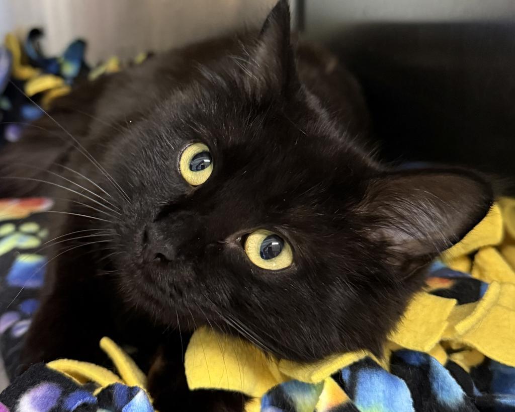 Tiffany Lucy Lou, an adoptable Domestic Medium Hair in Ontario, OR, 97914 | Photo Image 1