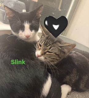 Slink