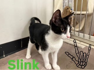 Slink
