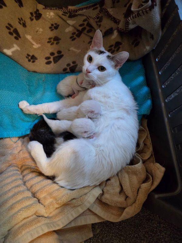 Cm  Chacha Mama thumbnail 2