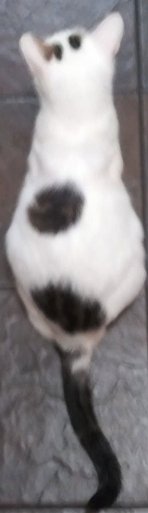 Cm  Chacha Mama thumbnail 3