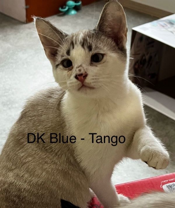 Cm  Tango photo 1