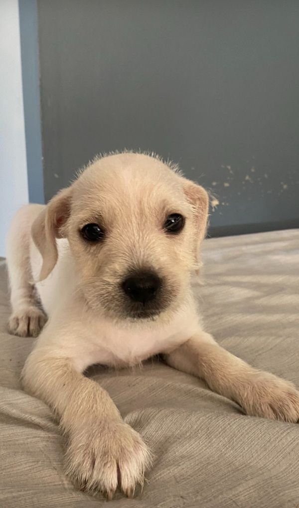 Woody Jr. thumbnail 2