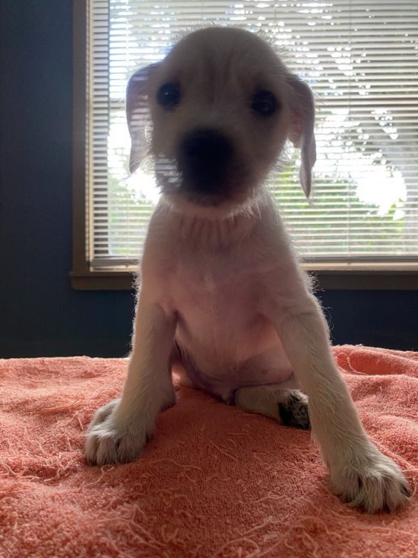 Woody Jr. thumbnail 3