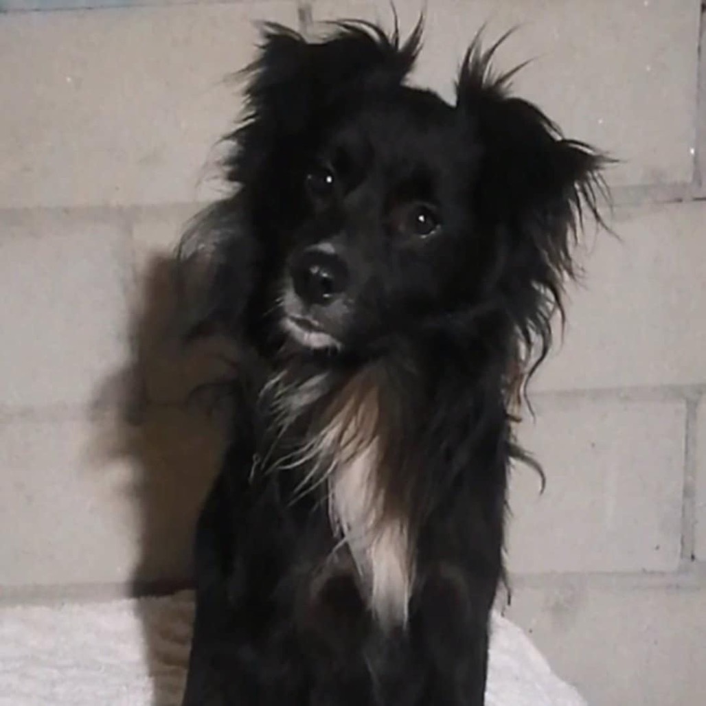 Arthur, an adoptable Papillon, Shetland Sheepdog / Sheltie in San Diego, CA, 92130 | Photo Image 1
