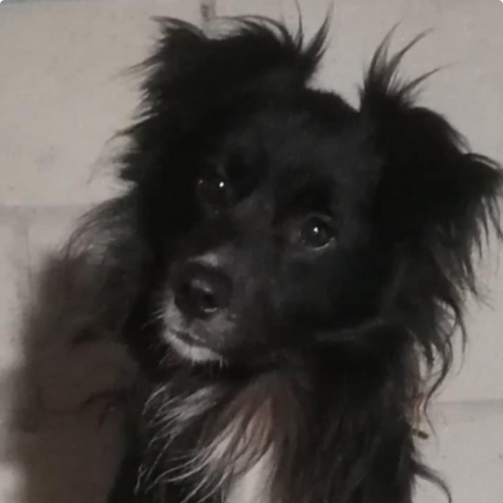 Arthur, an adoptable Papillon, Shetland Sheepdog / Sheltie in San Diego, CA, 92130 | Photo Image 3