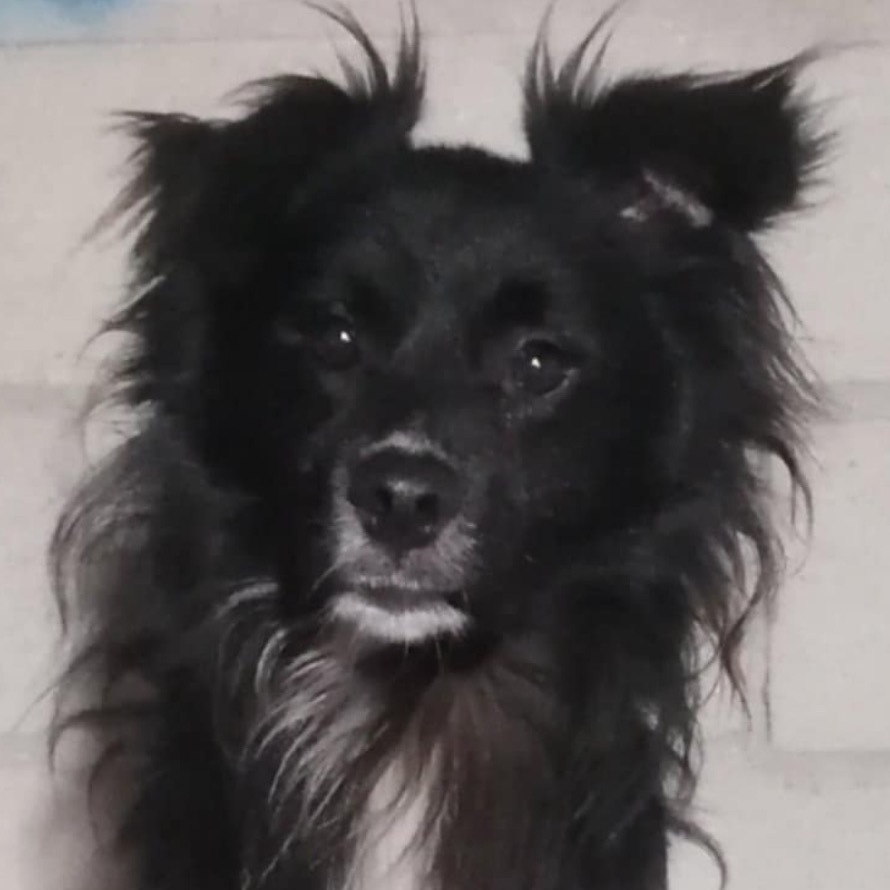 Arthur, an adoptable Papillon, Shetland Sheepdog / Sheltie in San Diego, CA, 92130 | Photo Image 4