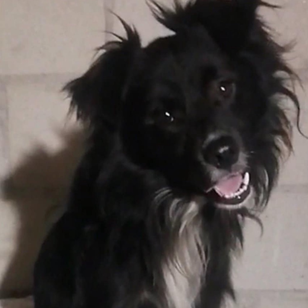 Arthur, an adoptable Papillon, Shetland Sheepdog / Sheltie in San Diego, CA, 92130 | Photo Image 5