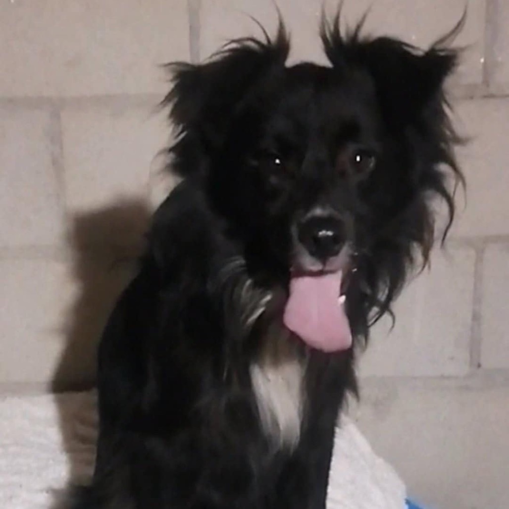 Arthur, an adoptable Papillon, Shetland Sheepdog / Sheltie in San Diego, CA, 92130 | Photo Image 6