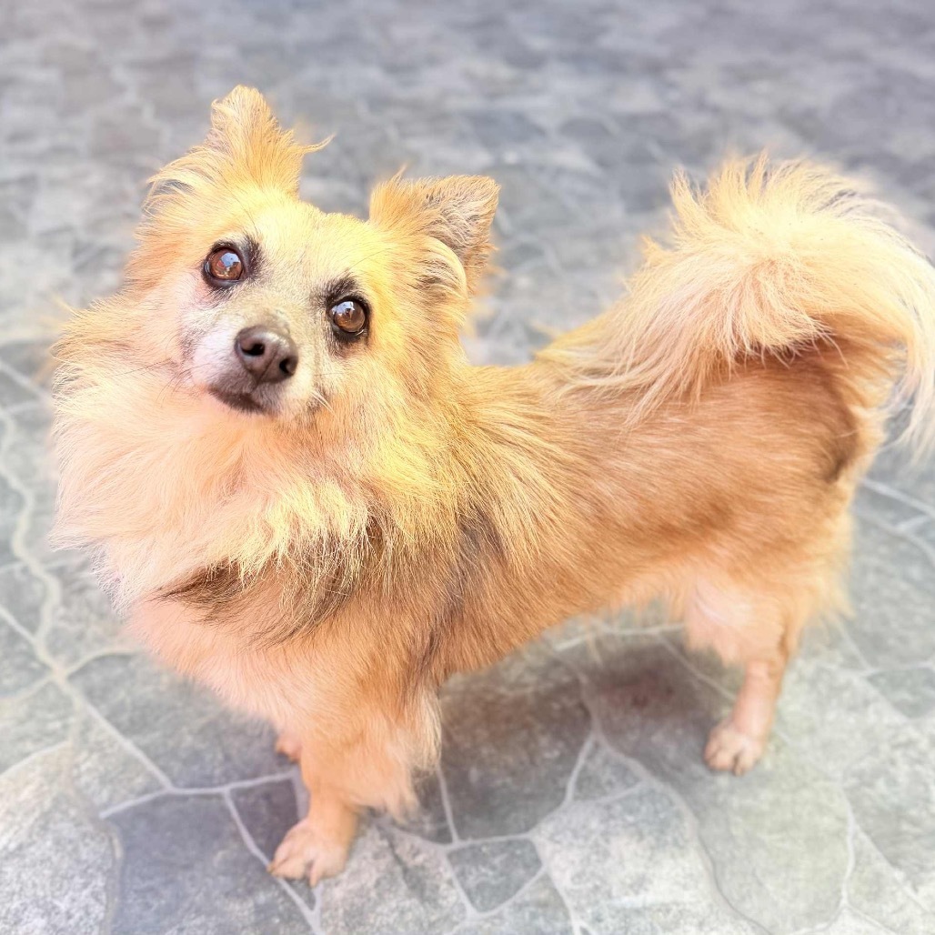 Mike, an adoptable Papillon, Pomeranian in San Diego, CA, 92130 | Photo Image 1