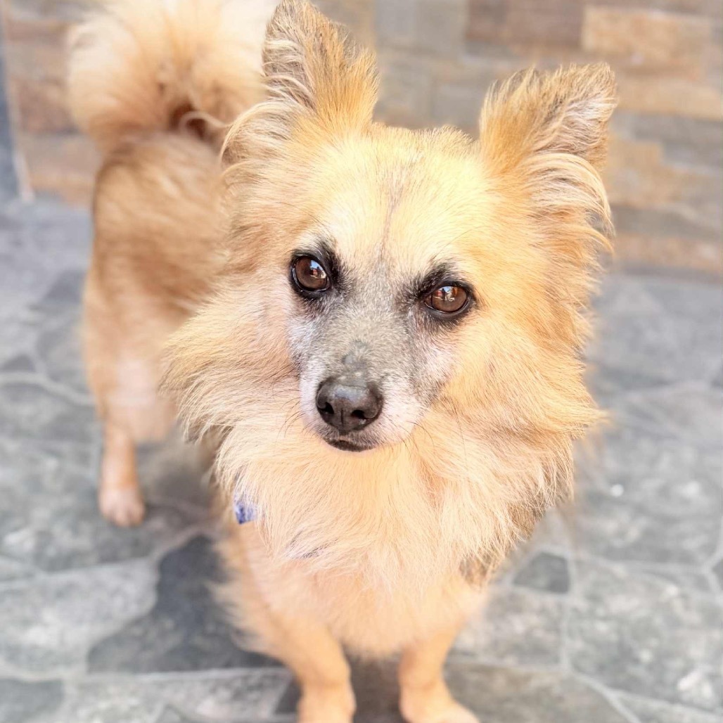 Mike, an adoptable Papillon, Pomeranian in San Diego, CA, 92130 | Photo Image 2