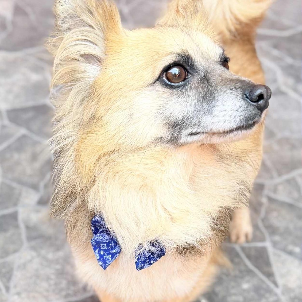 Mike, an adoptable Papillon, Pomeranian in San Diego, CA, 92130 | Photo Image 3